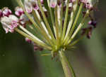 Longleaf milkweed